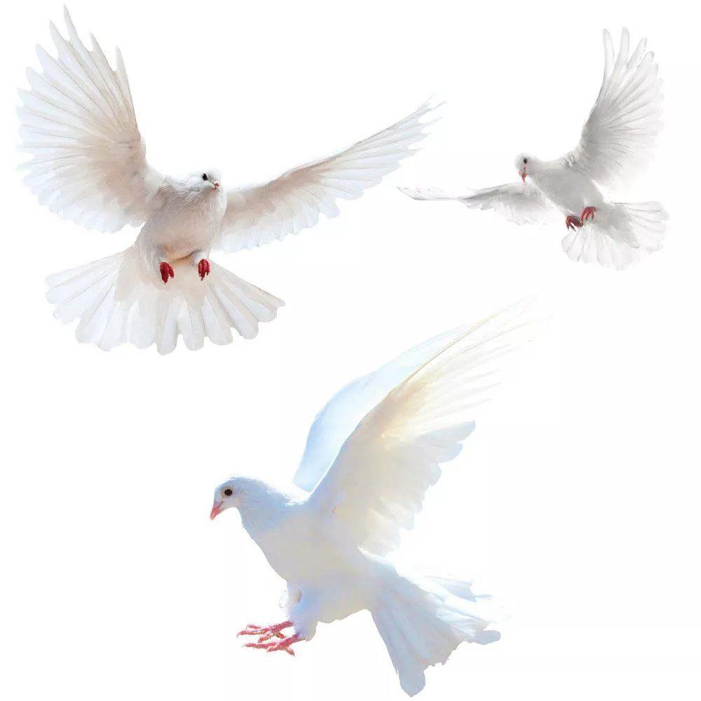 Peace Dove Wall Stickers for L - Xt Home Textiles reseña y precio
