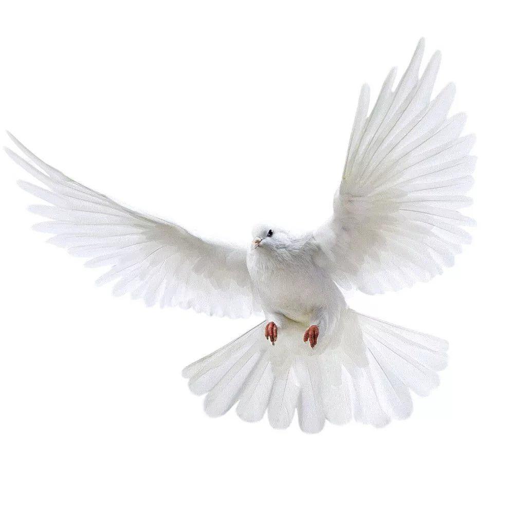 Peace Dove Wall Stickers for L - Xt Home Textiles reseña y precio