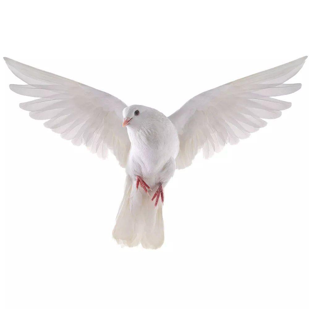 Peace Dove Wall Stickers for L - Xt Home Textiles reseña y precio